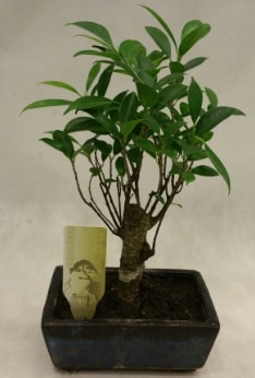 Japon aac bonsai bitkisi sat  stanbul iek Sat ieki telefonlar 