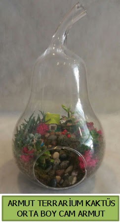 Cam Armut terrarium 5 kaktüs  İstanbul Çiçek Satışı çiçek gönderme 