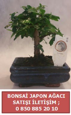 Japon aac minyar bonsai sat  stanbul iek Sat iek sat 