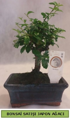 Minyatr bonsai aac sat  stanbul iek Sat iek gnderme 