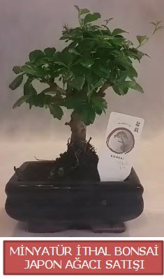 Kk grsel bonsai japon aac bitkisi  stanbul iek Sat iek , ieki , iekilik 