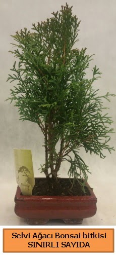 Selvi ağacı bonsai japon ağacı bitkisi  İstanbul Çiçek Satışı çiçek satışı 