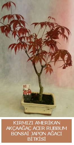 Amerikan akçaağaç Acer Rubrum bonsai  İstanbul Çiçek Satışı uluslararası çiçek gönderme 