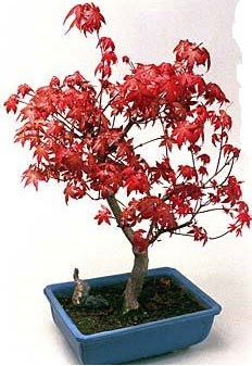 Amerikan akaaa bonsai bitkisi  stanbul iek Sat iek yolla 