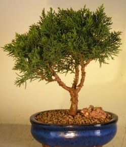 Servi am bonsai japon aac bitkisi  stanbul iek Sat iek yolla 