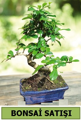 Çam bonsai japon ağacı satışı  İstanbul Çiçek Satışı çiçek satışı 