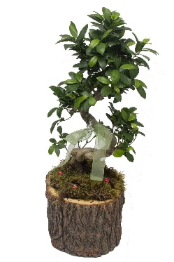 Doal ktkte bonsai saks bitkisi  stanbul iek Sat nternetten iek siparii 