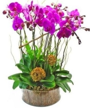 Ahşap kütükte lila mor orkide 8 li  İstanbul Çiçek Satışı internetten çiçek satışı 
