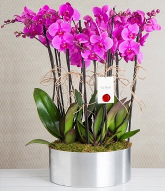 11 dallı mor orkide metal vazoda  İstanbul Çiçek Satışı çiçek gönderme sitemiz güvenlidir 
