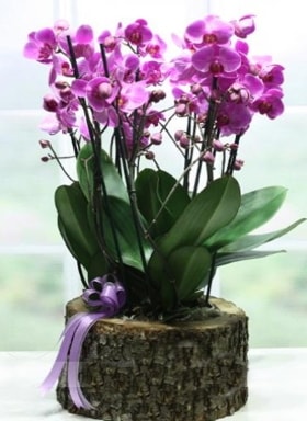 Ktk ierisinde 6 dall mor orkide  stanbul iek Sat ucuz iek gnder 