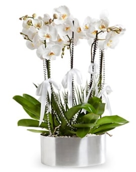 Beş dallı metal saksıda beyaz orkide  İstanbul Çiçek Satışı çiçek yolla 