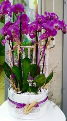 Seramik vazoda 4 dall mor lila orkide  stanbul iek Sat online iek gnderme sipari 