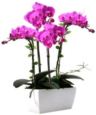Seramik vazo içerisinde 4 dallı mor orkide  İstanbul Çiçek Satışı çiçek satışı 