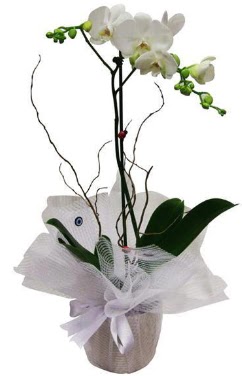 Tek dallı beyaz orkide  İstanbul Çiçek Satışı cicek , cicekci 
