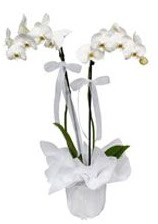 2 dallı beyaz orkide  İstanbul Çiçek Satışı güvenli kaliteli hızlı çiçek 