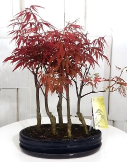 5 adet japon akaaa bonsai iei  stanbul iek Sat iek sat 