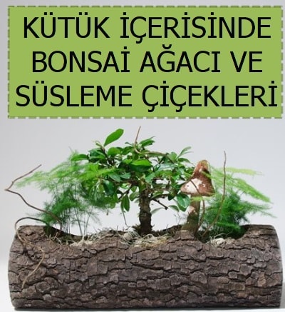 Kütük içerisinde bonsai japon ağaç bitkisi  İstanbul Çiçek Satışı çiçek satışı 