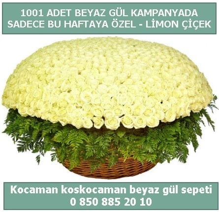 1001 adet beyaz gül sepeti özel kampanyada  İstanbul Çiçek Satışı çiçek gönderme sitemiz güvenlidir 