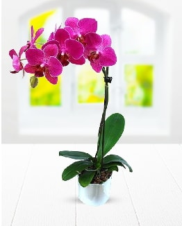 Tek dallı mor orkide  İstanbul Çiçek Satışı çiçek satışı 
