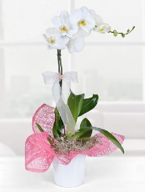 Tek dallı beyaz orkide seramik saksıda  İstanbul Çiçek Satışı çiçek gönderme 