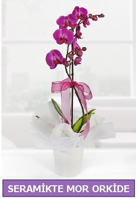 Seramik içerisinde birinci kalite tek dallı mor orkide  İstanbul Çiçek Satışı İnternetten çiçek siparişi 