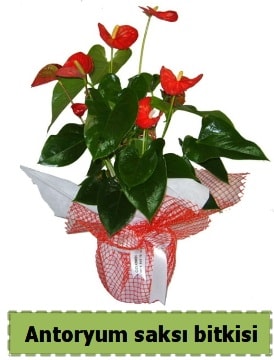 Antoryum saksı bitkisi satışı  İstanbul Çiçek Satışı çiçek , çiçekçi , çiçekçilik 