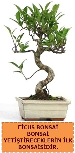 Ficus bonsai 15 ile 25 cm arasndadr  stanbul iek Sat iek yolla 