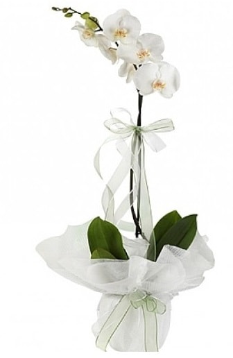 Tekli Beyaz Orkide  İstanbul Çiçek Satışı hediye çiçek yolla 