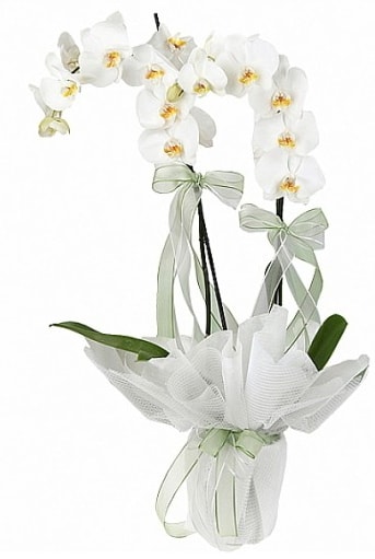 Çift Dallı Beyaz Orkide  İstanbul Çiçek Satışı anneler günü çiçek yolla 