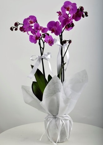 Çift dallı saksıda mor orkide çiçeği  İstanbul Çiçek Satışı çiçek siparişi vermek 