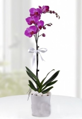 Tek dallı saksıda mor orkide çiçeği  İstanbul Çiçek Satışı çiçekçiler 