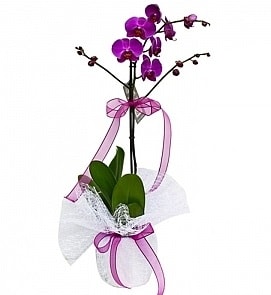 Tek dallı saksıda ithal mor orkide çiçeği  İstanbul Çiçek Satışı çiçekçiler 