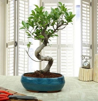 Amazing Bonsai Ficus S thal  stanbul iek Sat internetten iek siparii 