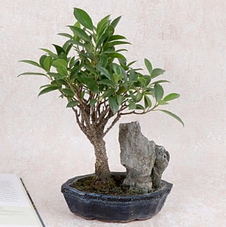 Japon aac Evergreen Ficus Bonsai  stanbul iek Sat iek gnderme sitemiz gvenlidir 
