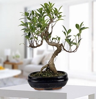 Gorgeous Ficus S shaped japon bonsai  stanbul iek Sat yurtii ve yurtd iek siparii 