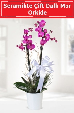 Seramikte Çift Dallı Mor Orkide  İstanbul Çiçek Satışı anneler günü çiçek yolla 