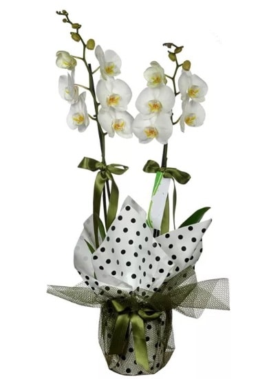 Çift Dallı Beyaz Orkide  İstanbul Çiçek Satışı 14 şubat sevgililer günü çiçek 