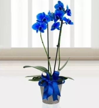 Çift dallı mavi orkide  İstanbul Çiçek Satışı çiçek satışı 
