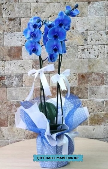 çift dallı ithal mavi orkide  İstanbul Çiçek Satışı çiçek yolla 