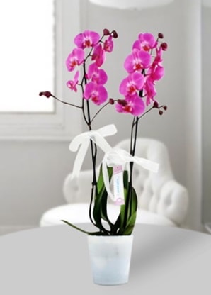 Çift dallı mor orkide  İstanbul Çiçek Satışı çiçekçiler 
