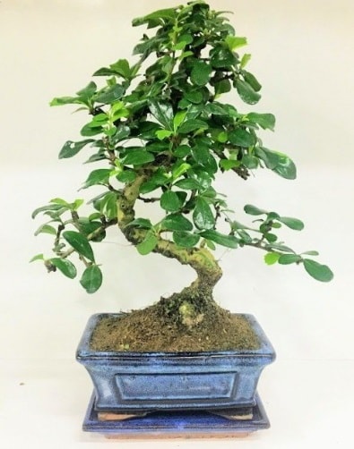 S Bonsai japon ağacı bitkisi  İstanbul Çiçek Satışı uluslararası çiçek gönderme 