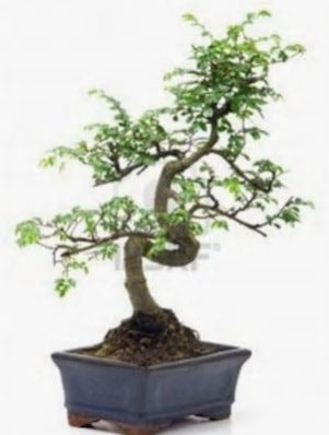 S gövde bonsai minyatür ağaç japon ağacı  İstanbul Çiçek Satışı çiçek satışı 