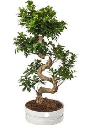 90 cm ile 100 cm civarı S peyzaj bonsai  İstanbul Çiçek Satışı çiçek gönderme sitemiz güvenlidir 