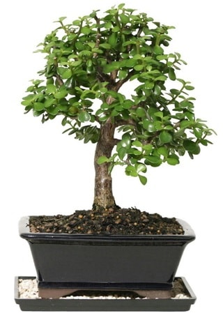 15 cm civar Zerkova bonsai bitkisi  stanbul iek Sat iek siparii sitesi 