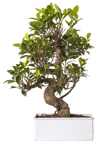 Exotic Green S Gövde 6 Year Ficus Bonsai  İstanbul Çiçek Satışı çiçek gönderme sitemiz güvenlidir 
