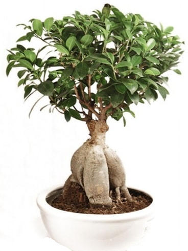 Ginseng bonsai japon aac ficus ginseng  stanbul iek Sat nternetten iek siparii 